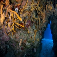 Reefscape tele gorgonians és tengeri szivacsok a Palancar reef Karib-tenger, Mexikó. Poszter nyomtatás készítette Vwpics