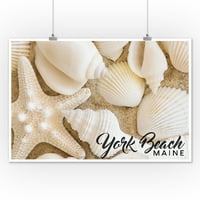 York Beach, Maine, tengeri csillag és kagyló