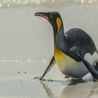 Kelet-Falkland király pingvin a tengerparton Cathy-Gordon Illg