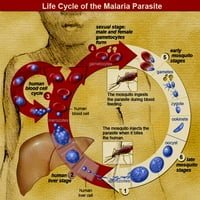 Malária parazita életciklus Poszter Nyomtatás tudományos forrás