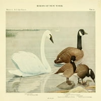 Birds of NY Swan & Goose Plakát nyomtatás L. A. Fuertes