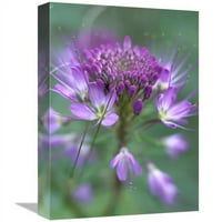 be. Sziklás Hegyi Méh Növény Virág, Nagy Homokdűnék Nemzeti Emlékmű, Colorado Művészeti Nyomtatás-Tim Fitzharris