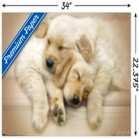 Keith Kimberlin-kiskutyák-Golden retrieverek ölelgető Falplakát Push csapokkal, 22.375 34