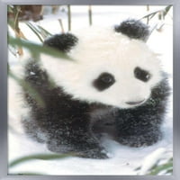 Állatok-Panda a hó fal poszter fa mágneses keret, 22.375 34