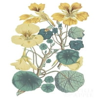 Antik botanikai XVII hűvös poszter nyomtatás vad alma Portfólió vad alma Portfólió 60822