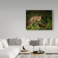 Védjegy képzőművészet 'Bobcat Kitten Poses On Log' vászon művészet által Galloimages Online