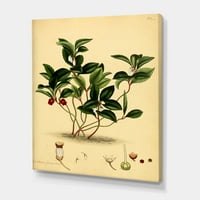 Ősi Növényvilág III festmény vászon művészet nyomtatás