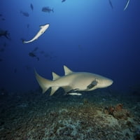 Tawny nővér cápa úszik el evés után néhány hal maradékot, Fidzsi Poszter Nyomtatás