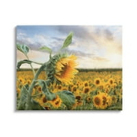 Stupell Industries élénk sárga napraforgó virágzás Field Sunshine Sky Photography Galéria csomagolt vászon nyomtatott
