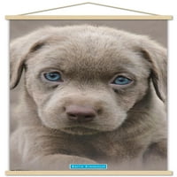 Keith Kimberlin-kiskutya-Kék Szemű fali poszter fa mágneses kerettel, 22.375 34